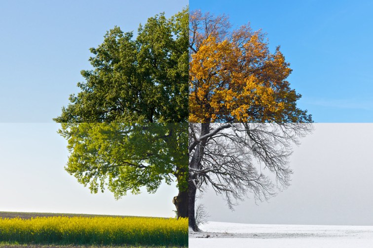 Photo - Seasons Tree